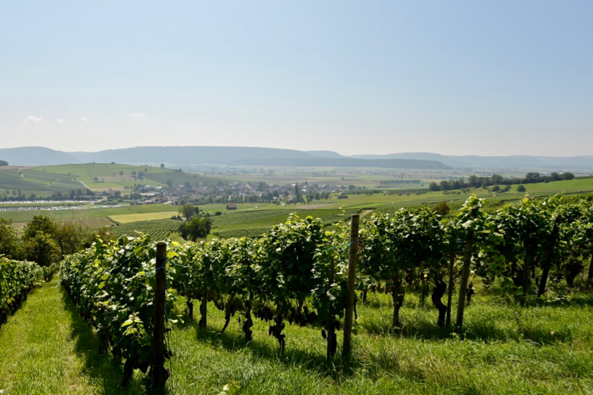 25. August 2019 - Bergrennen Oberhallau